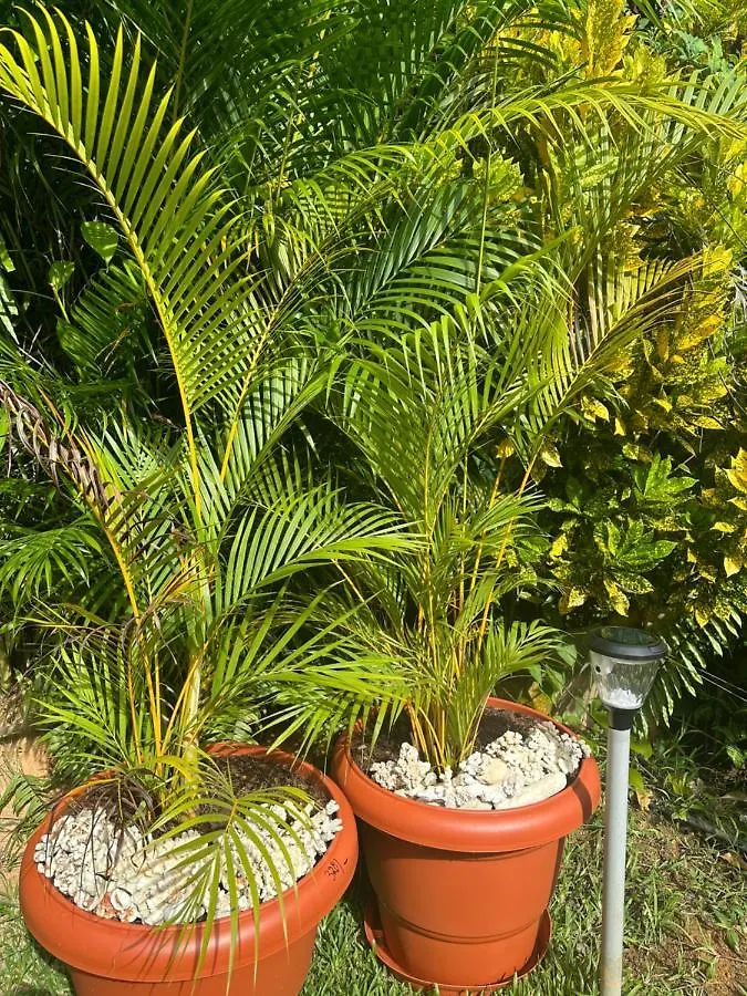 Forest View Apartments Seychelles Anse Etoile