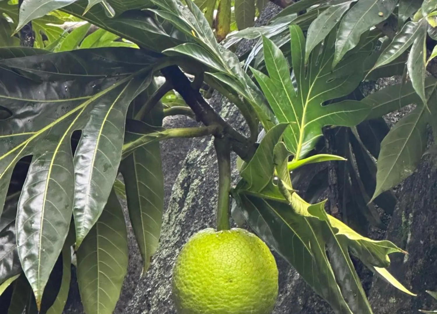 Forest View Apartments Seychelles Anse Etoile Seszele